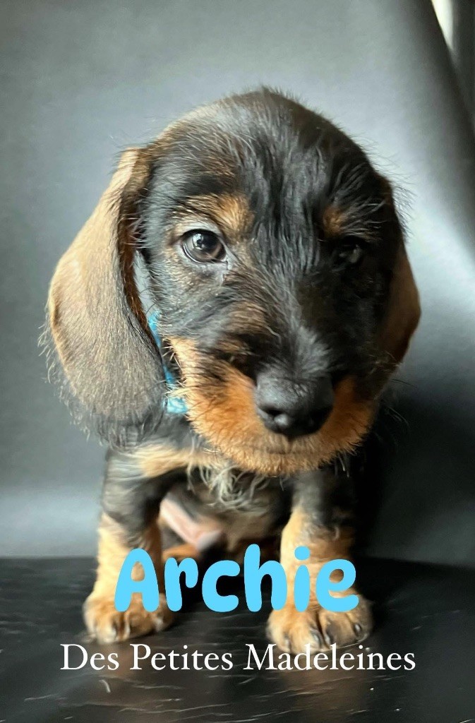 Des Petites Madeleines - Chiots disponibles - Teckel poil dur