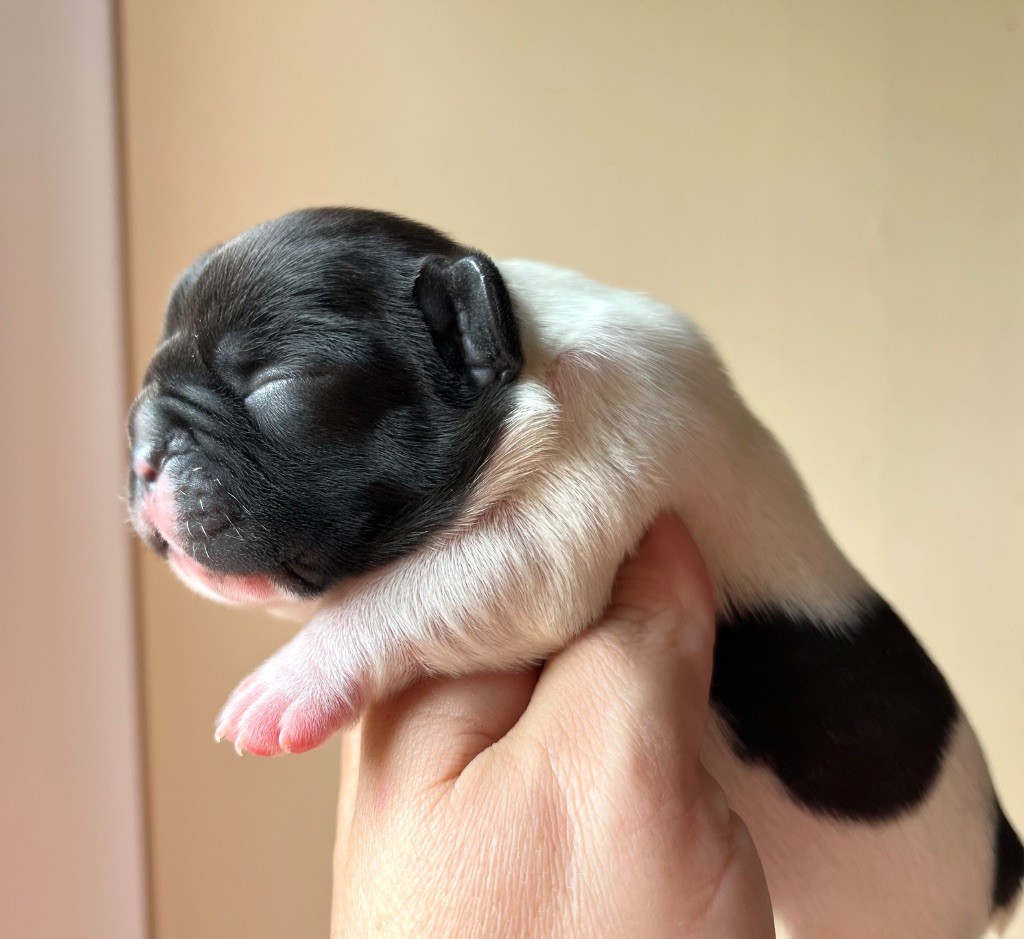 Des Petites Madeleines - Chiots disponibles - Bouledogue français