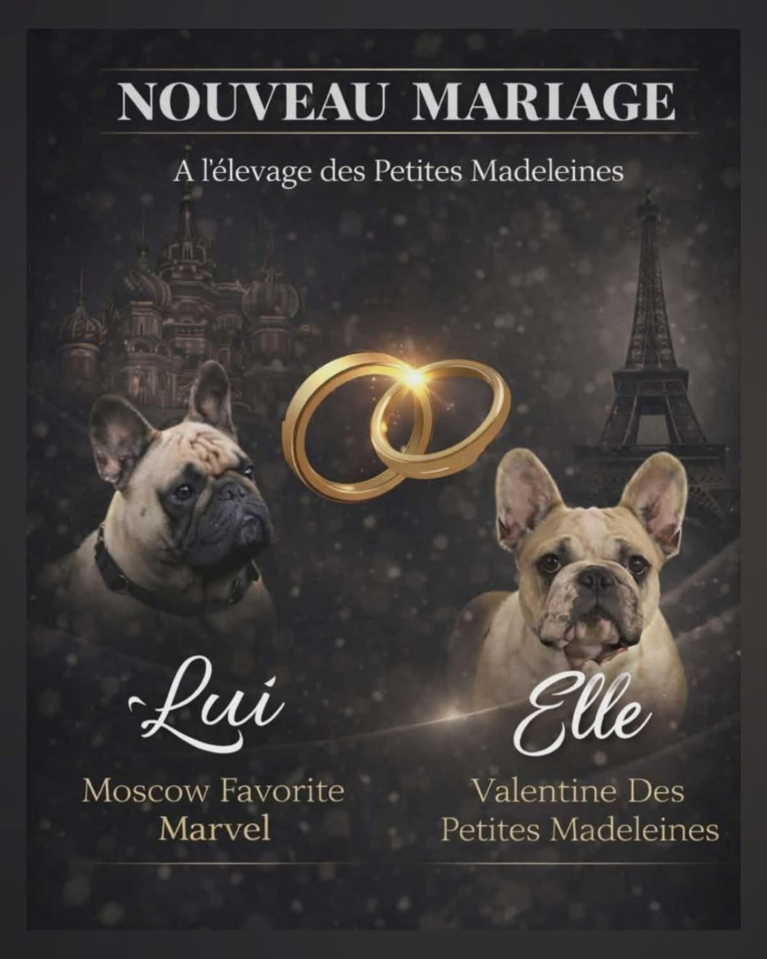 Chiot Bouledogue français Des Petites Madeleines