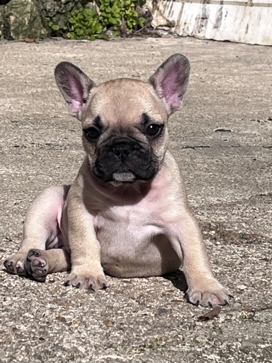 Des Petites Madeleines - Chiots disponibles - Bouledogue français