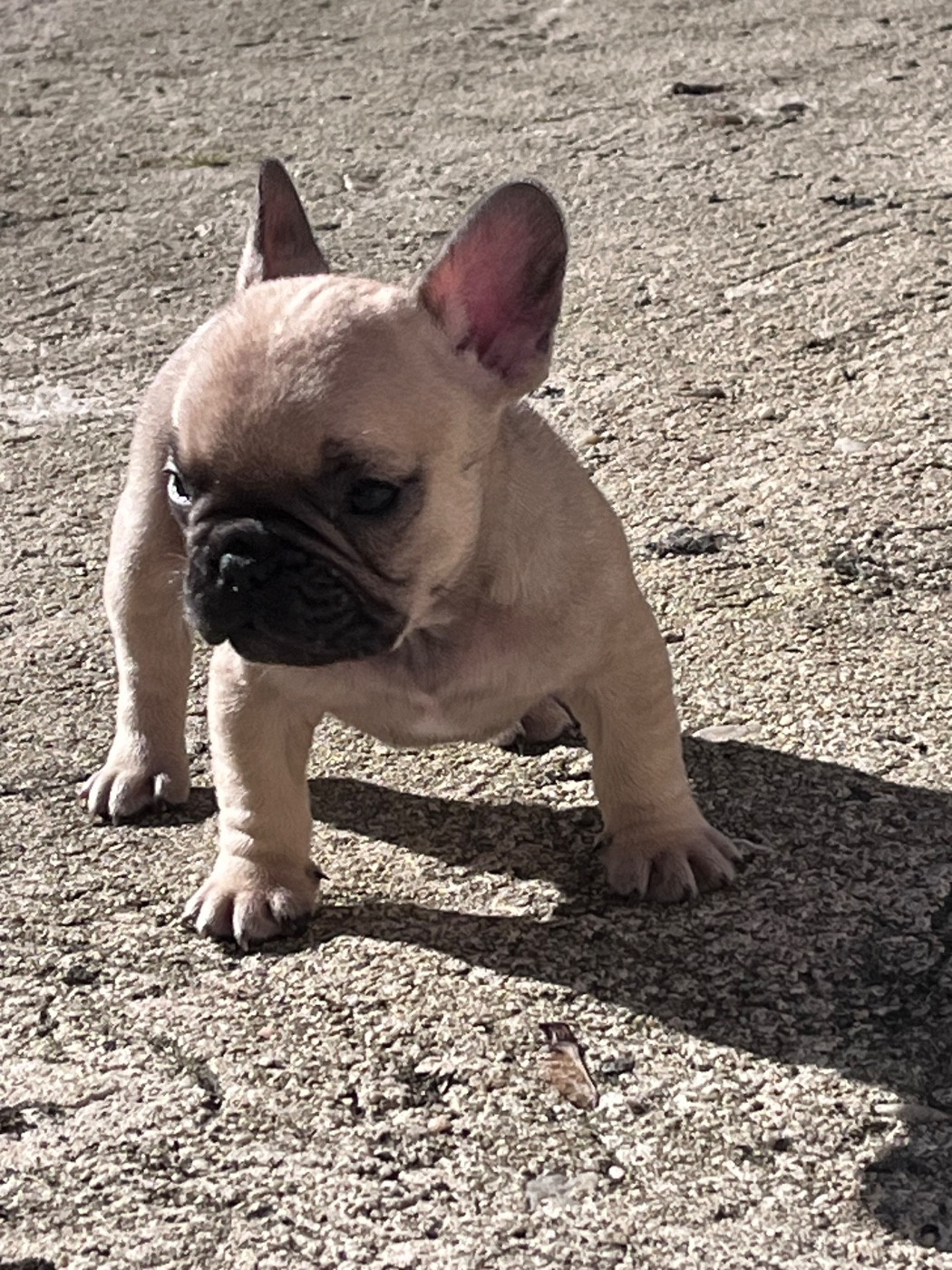 Des Petites Madeleines - Chiots disponibles - Bouledogue français