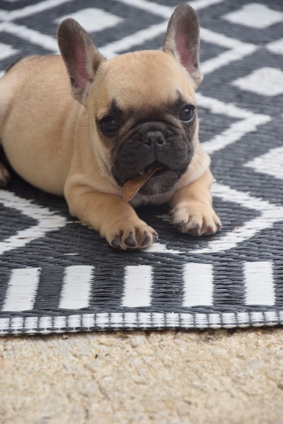 Des Petites Madeleines - Chiots disponibles - Bouledogue français
