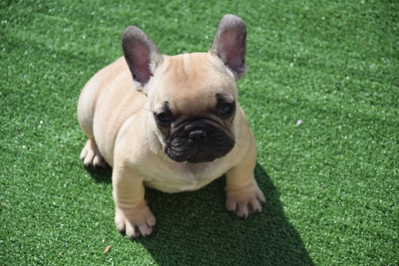 Des Petites Madeleines - Chiots disponibles - Bouledogue français