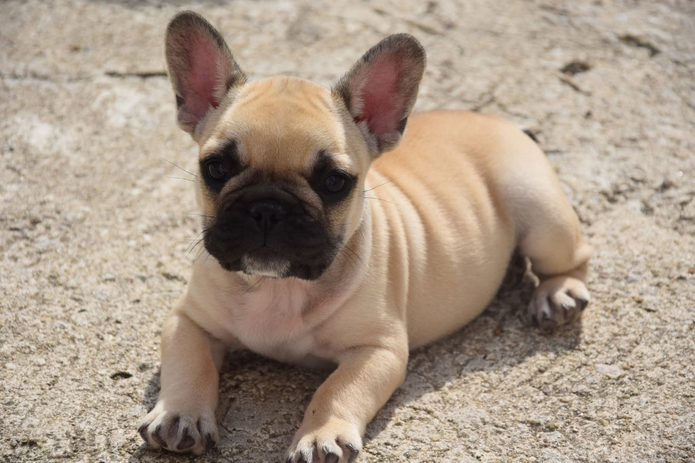 Des Petites Madeleines - Chiots disponibles - Bouledogue français