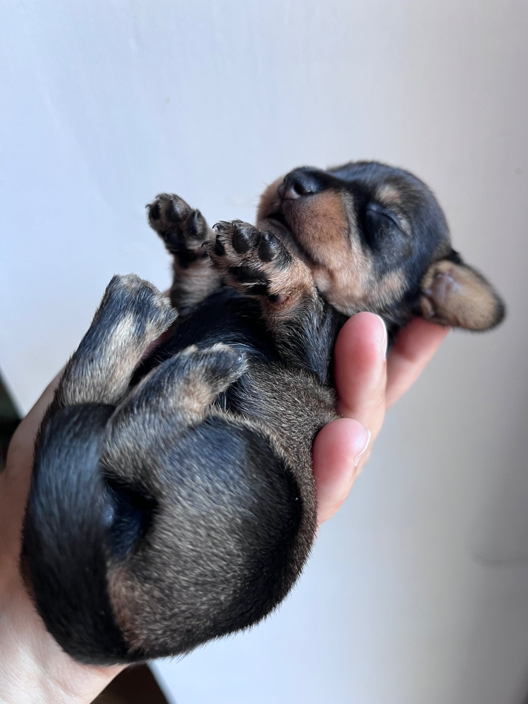 Des Petites Madeleines - Chiots disponibles - Teckel poil dur