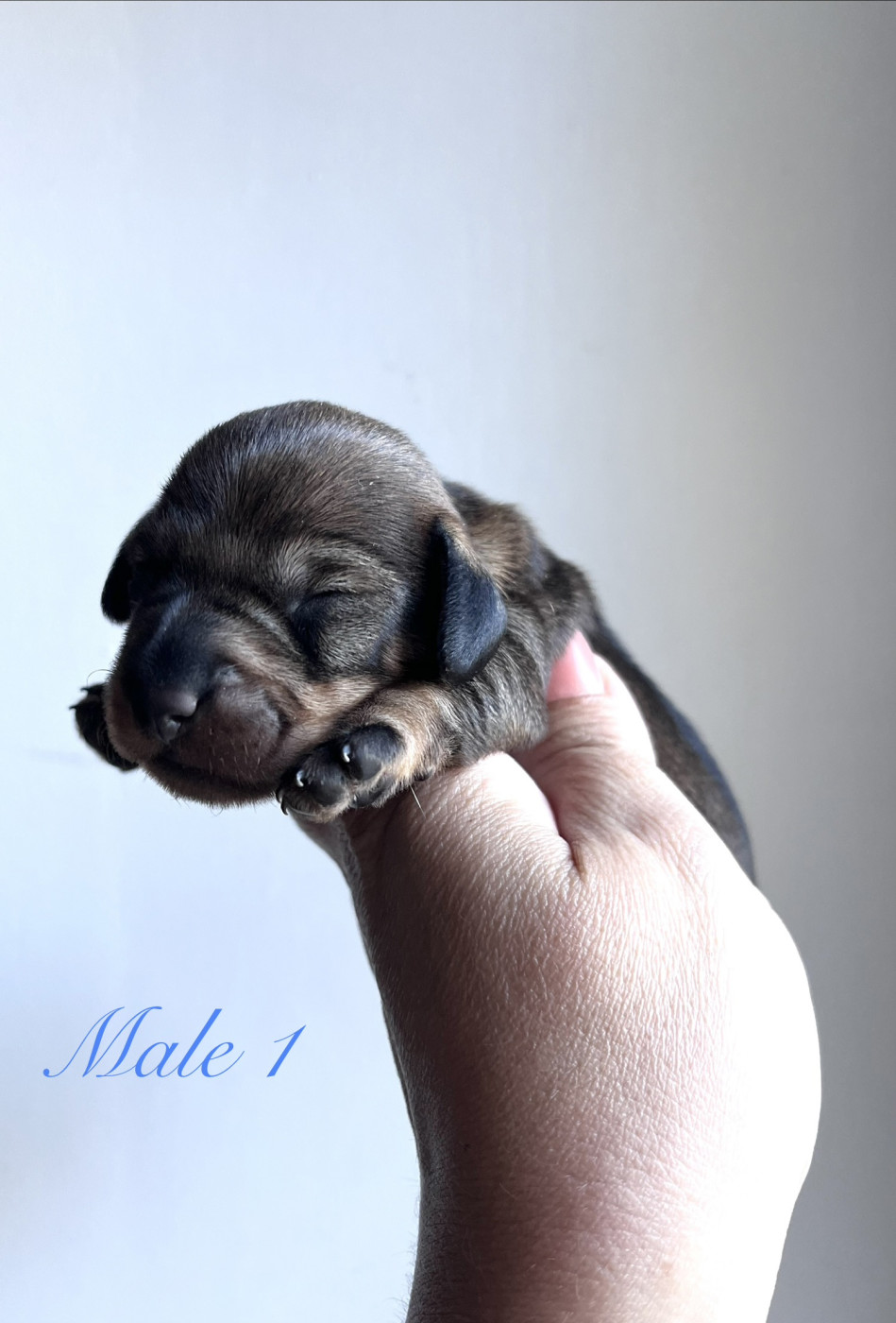 Des Petites Madeleines - Chiots disponibles - Teckel poil dur