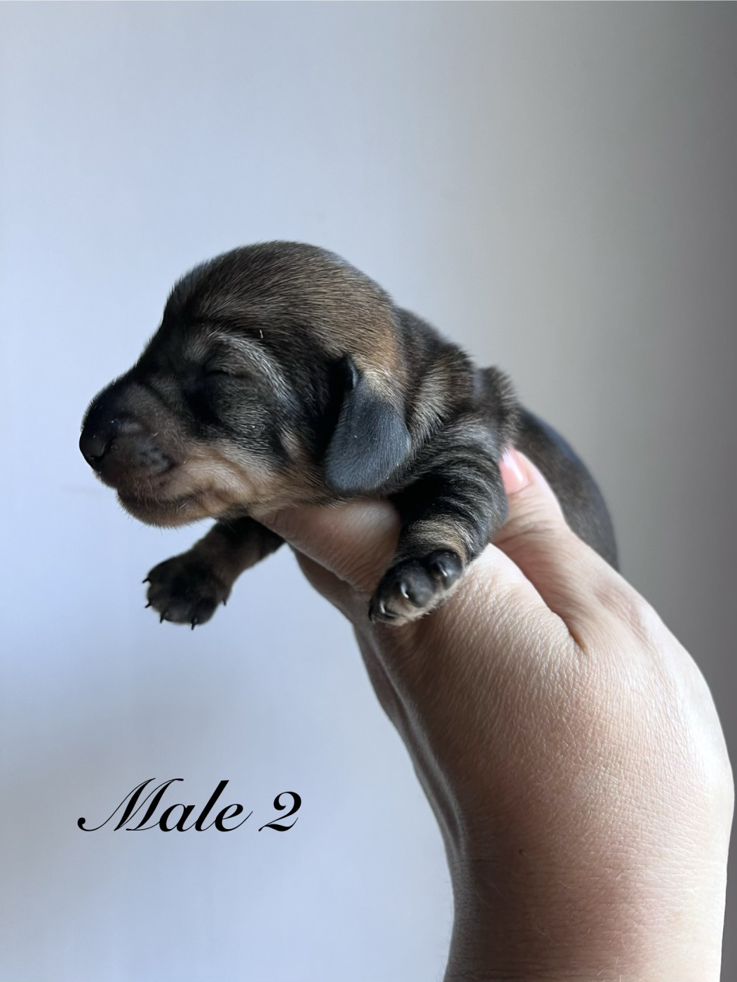 Des Petites Madeleines - Chiots disponibles - Teckel poil dur