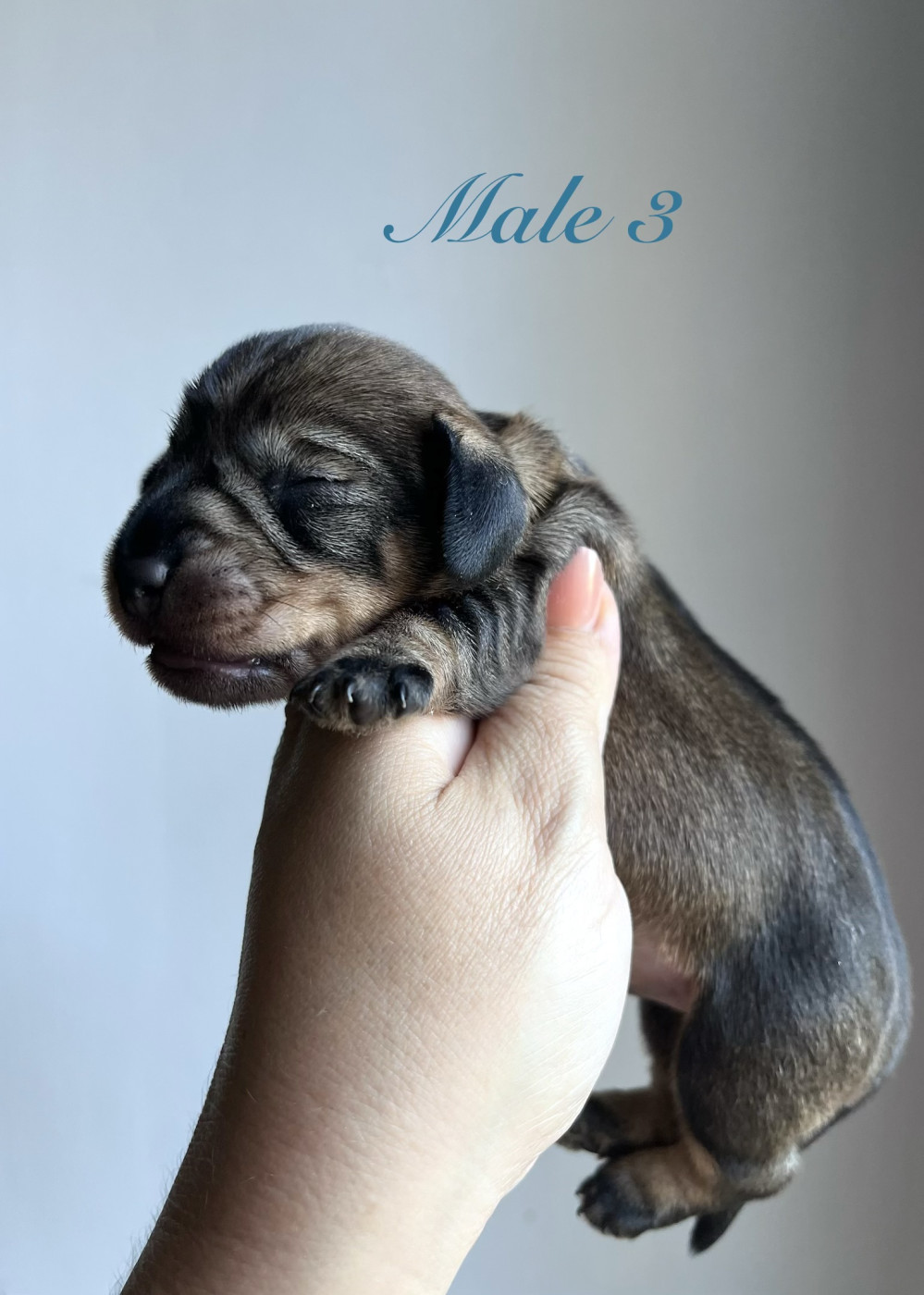 Des Petites Madeleines - Chiots disponibles - Teckel poil dur