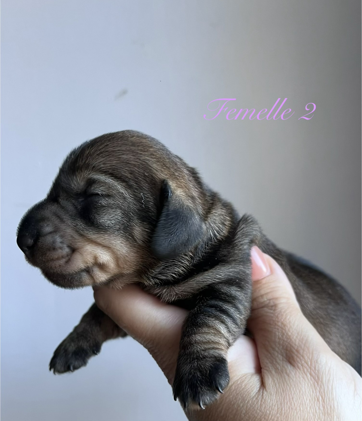 Des Petites Madeleines - Chiots disponibles - Teckel poil dur