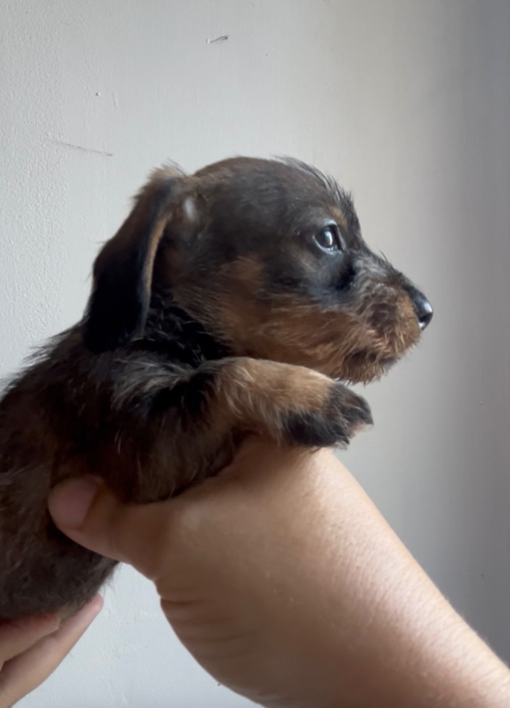 Des Petites Madeleines - Chiots disponibles - Teckel poil dur