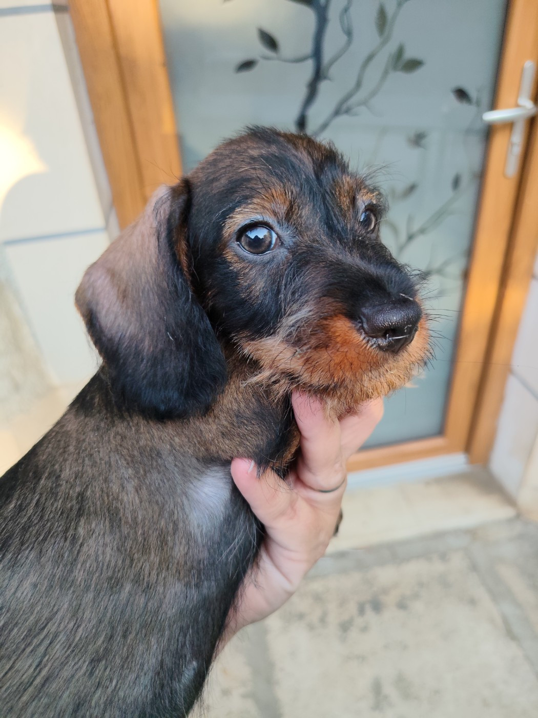Des Petites Madeleines - Chiots disponibles - Teckel poil dur