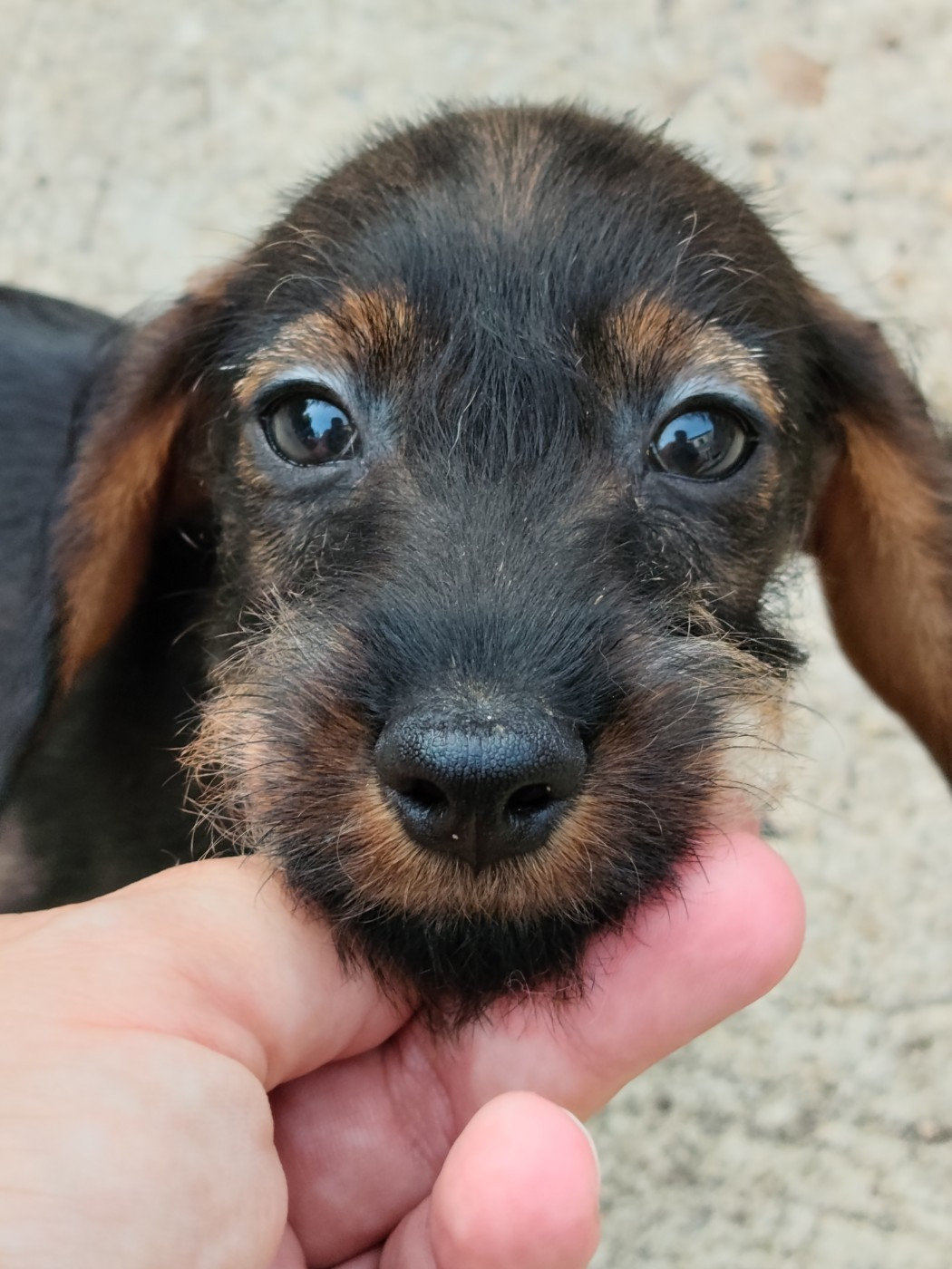 Des Petites Madeleines - Chiots disponibles - Teckel poil dur