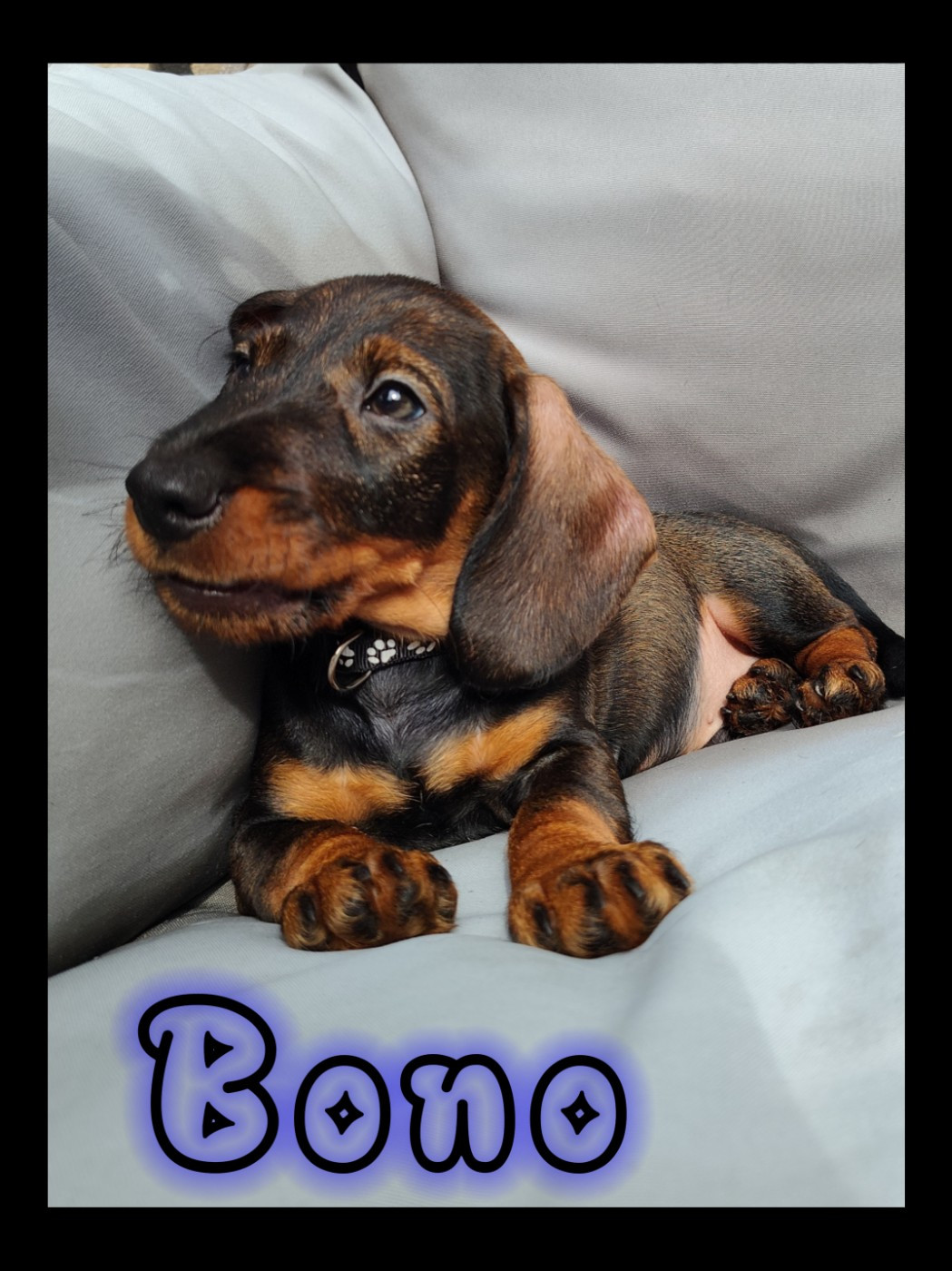 Des Petites Madeleines - Chiots disponibles - Teckel poil dur