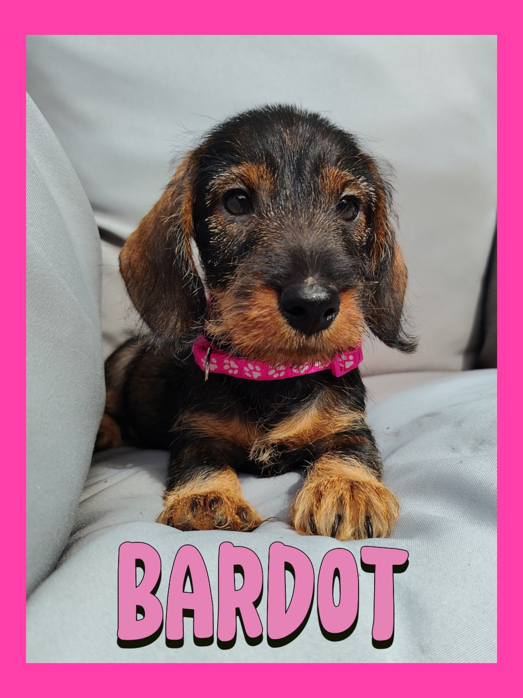 Des Petites Madeleines - Chiots disponibles - Teckel poil dur