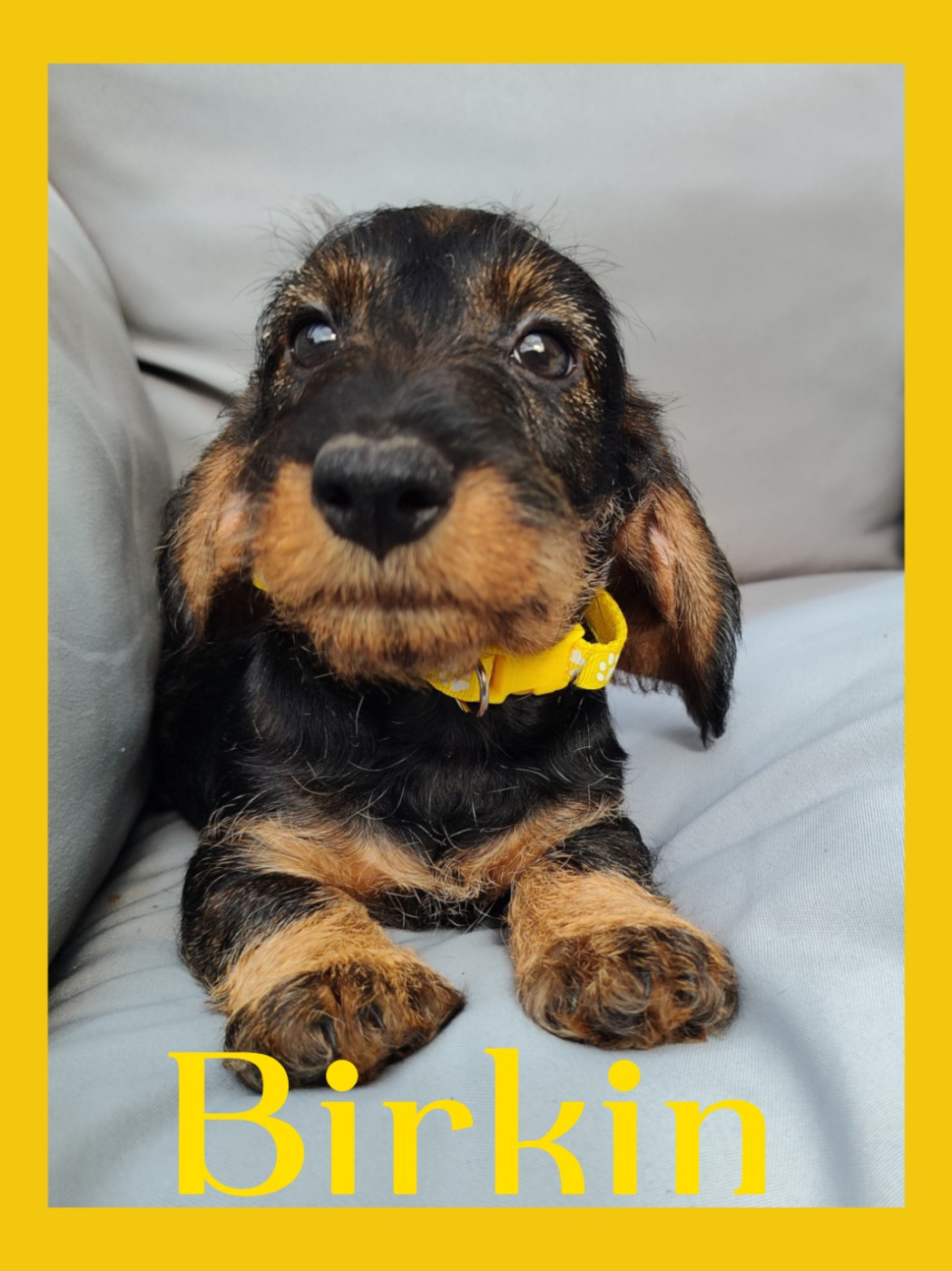Des Petites Madeleines - Chiots disponibles - Teckel poil dur
