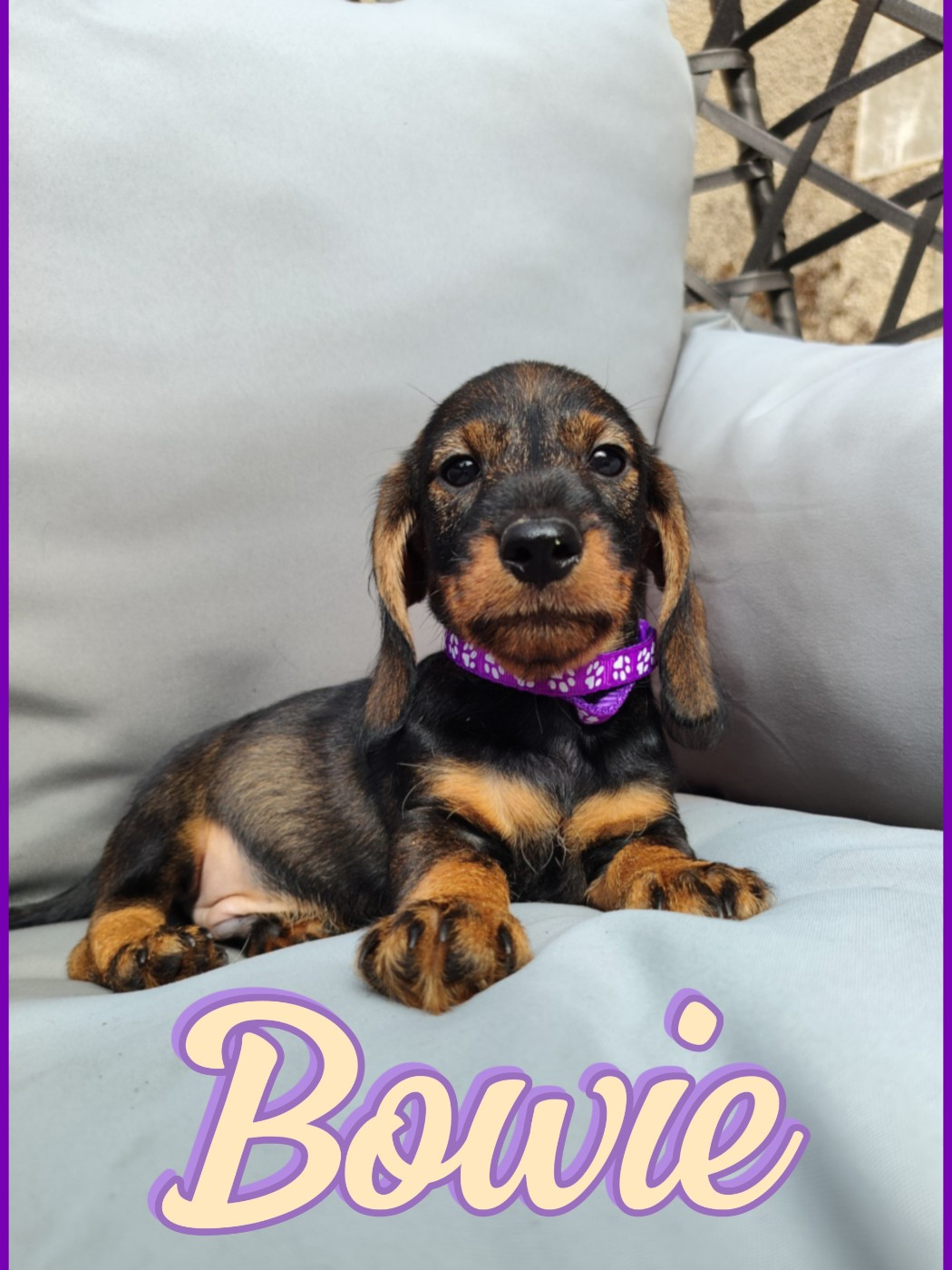 Des Petites Madeleines - Chiots disponibles - Teckel poil dur