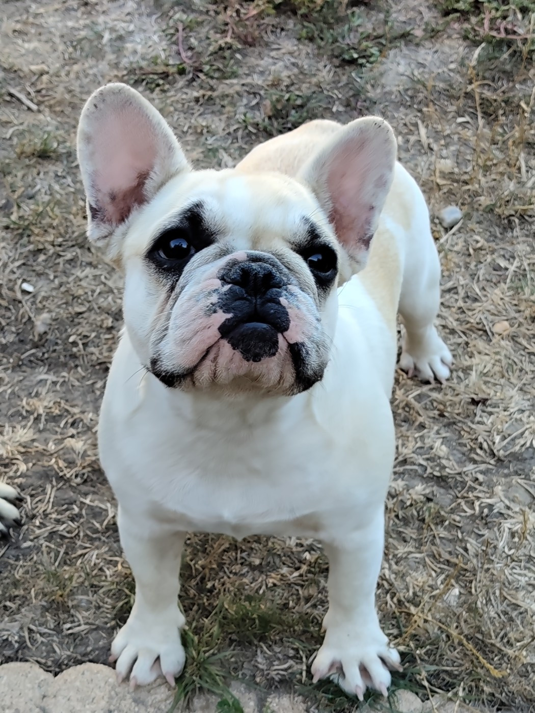 Des Petites Madeleines - Chiots disponibles - Bouledogue français