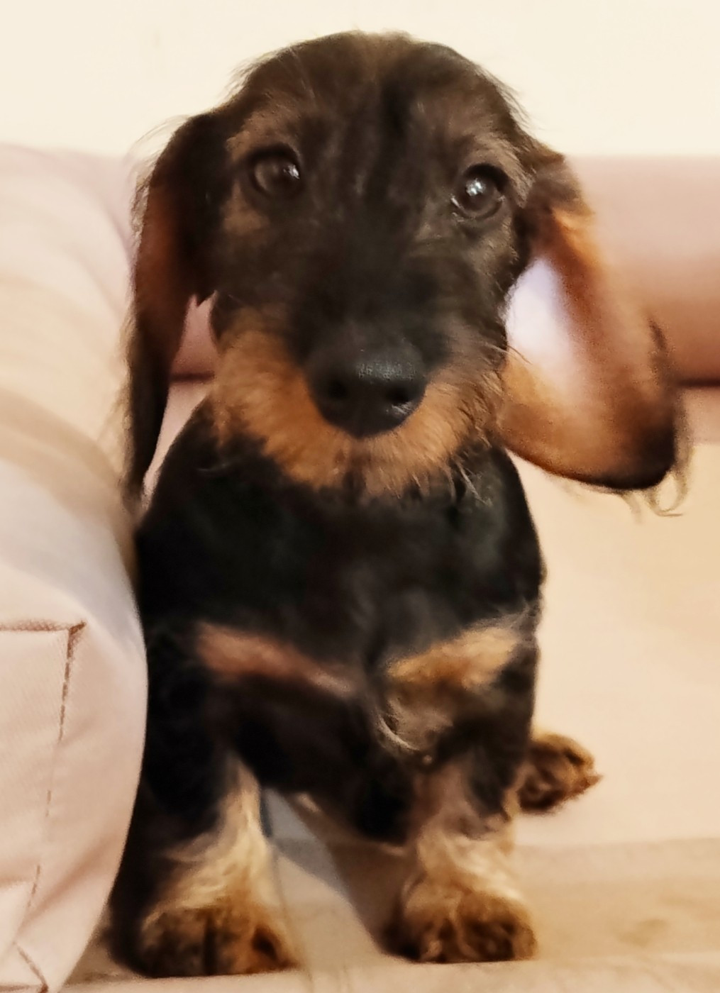 Des Petites Madeleines - Chiots disponibles - Teckel poil dur