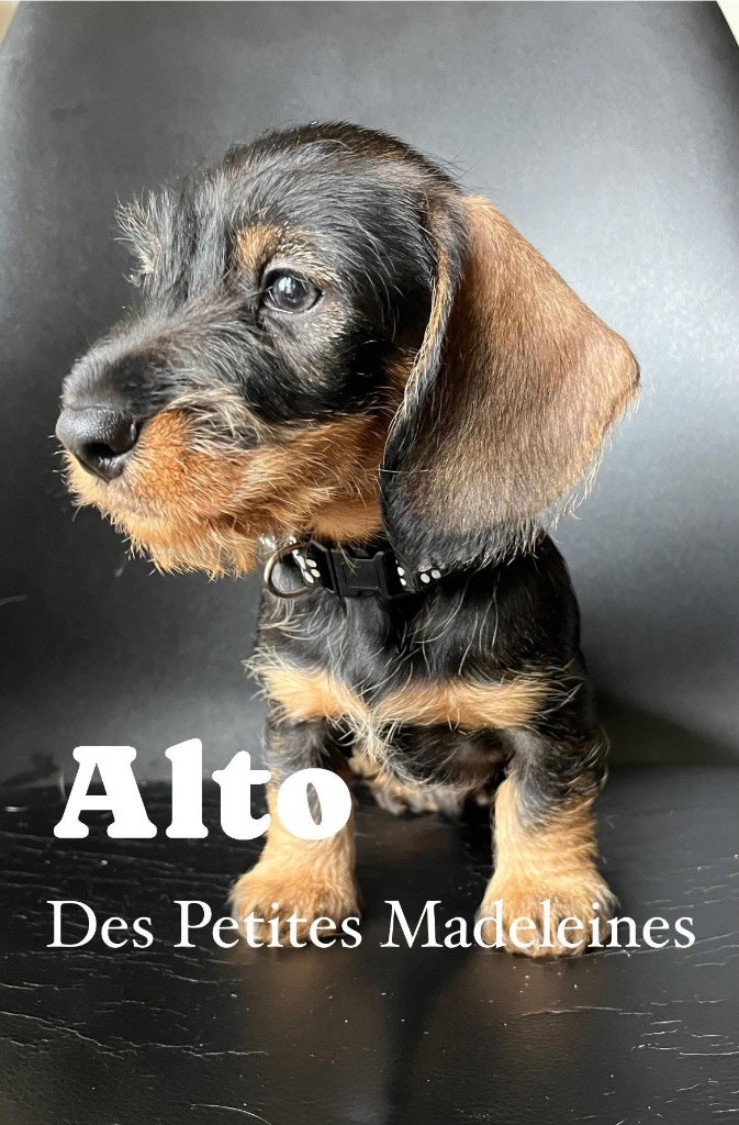 Des Petites Madeleines - Teckel poil dur - Portée née le 14/09/2025