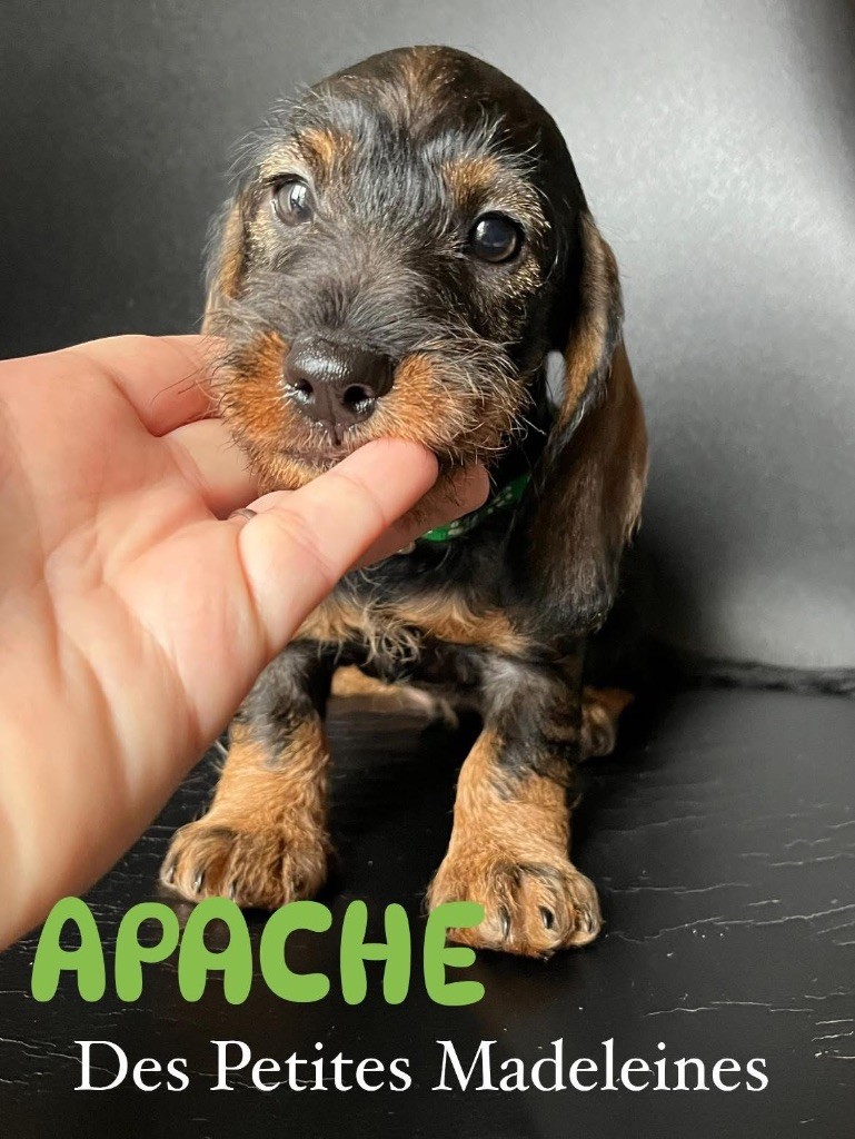 Des Petites Madeleines - Chiots disponibles - Teckel poil dur