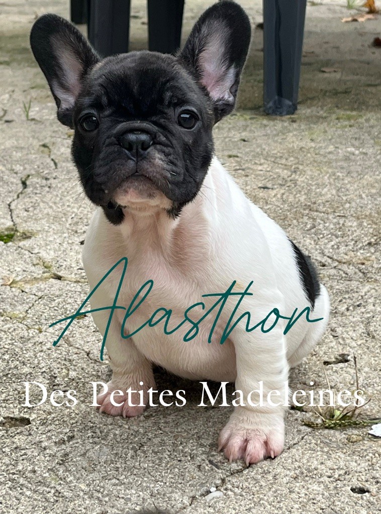 Des Petites Madeleines - Chiots disponibles - Bouledogue français