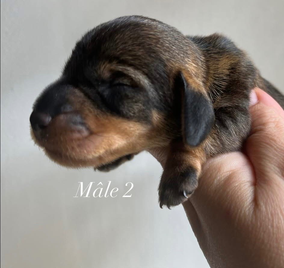 Des Petites Madeleines - Chiots disponibles - Teckel poil dur