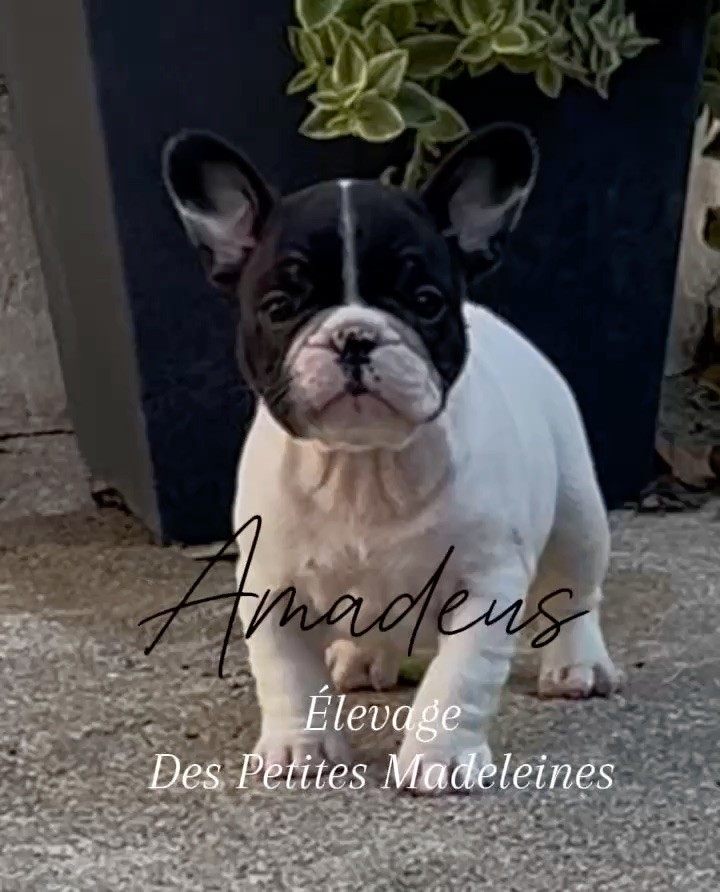 Des Petites Madeleines - Chiots disponibles - Bouledogue français
