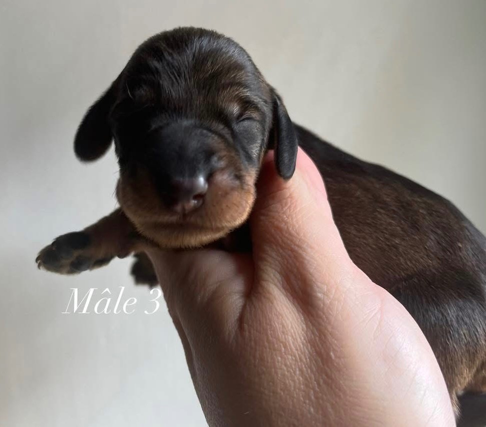 Des Petites Madeleines - Chiots disponibles - Teckel poil dur