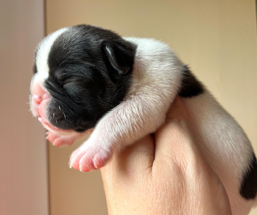 Des Petites Madeleines - Chiots disponibles - Bouledogue français