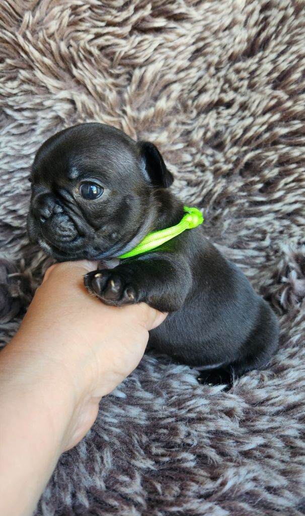 Des Petites Madeleines - Chiots disponibles - Bouledogue français