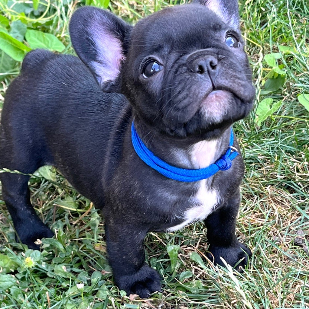 Des Petites Madeleines - Chiots disponibles - Bouledogue français