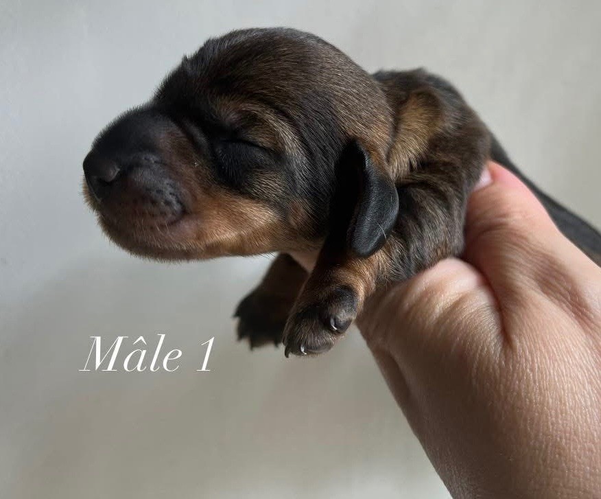 Des Petites Madeleines - Chiots disponibles - Teckel poil dur