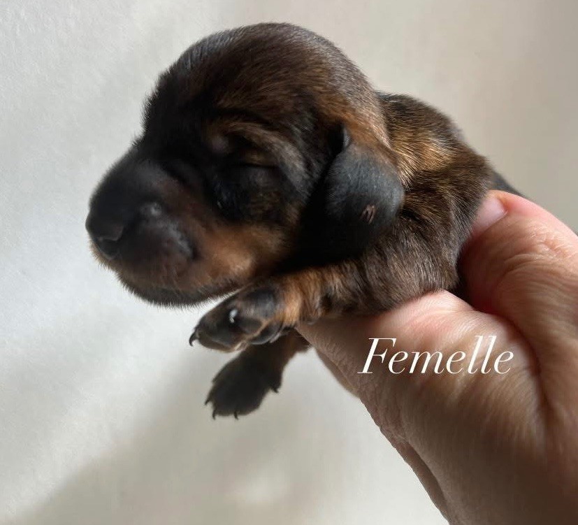 Des Petites Madeleines - Chiots disponibles - Teckel poil dur