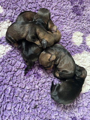 Chiot N°4