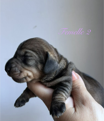 Chiot N°4