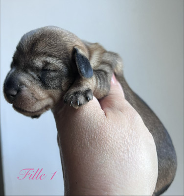 Chiot N°5