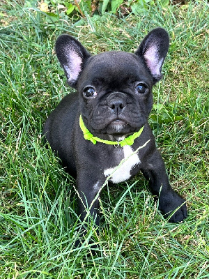Amaya