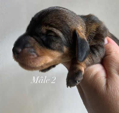CHIOT