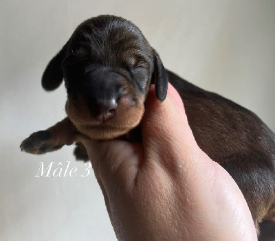 CHIOT