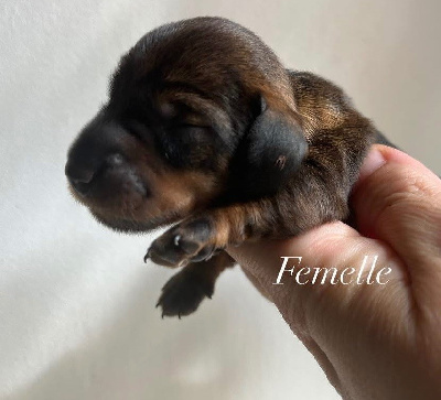 CHIOT