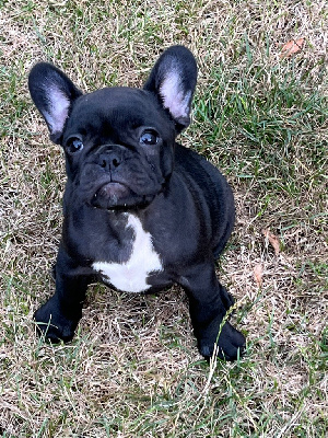 Ava