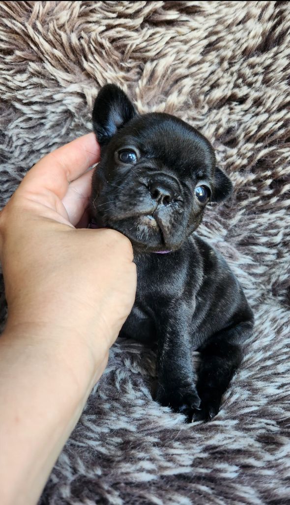 Des Petites Madeleines - Chiots disponibles - Bouledogue français