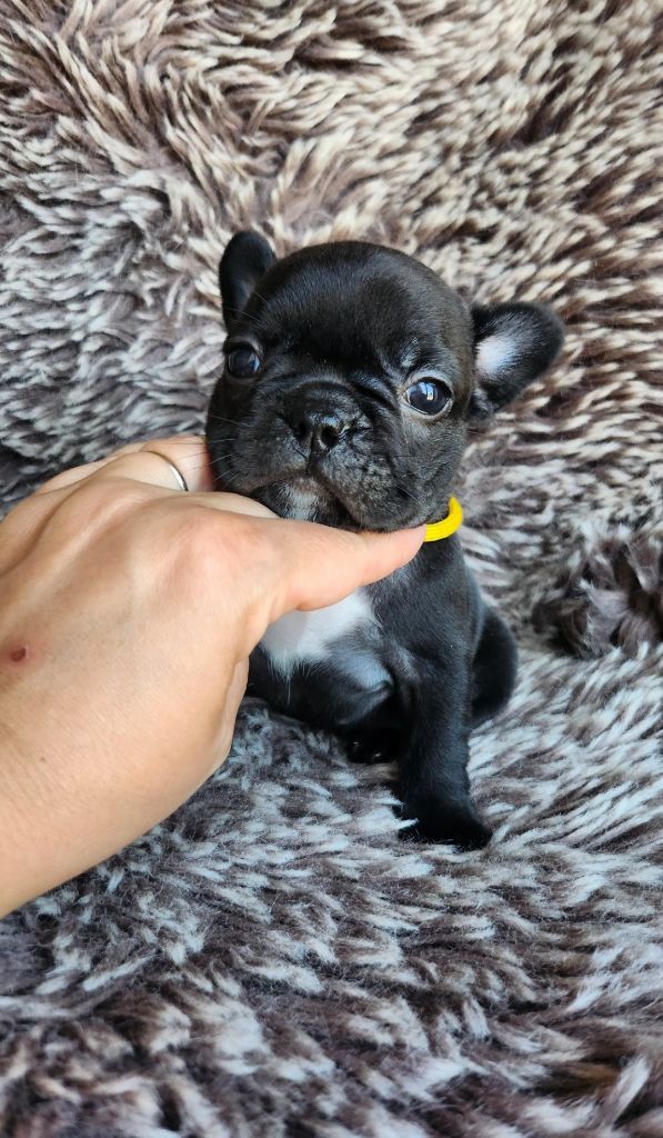 Des Petites Madeleines - Chiots disponibles - Bouledogue français