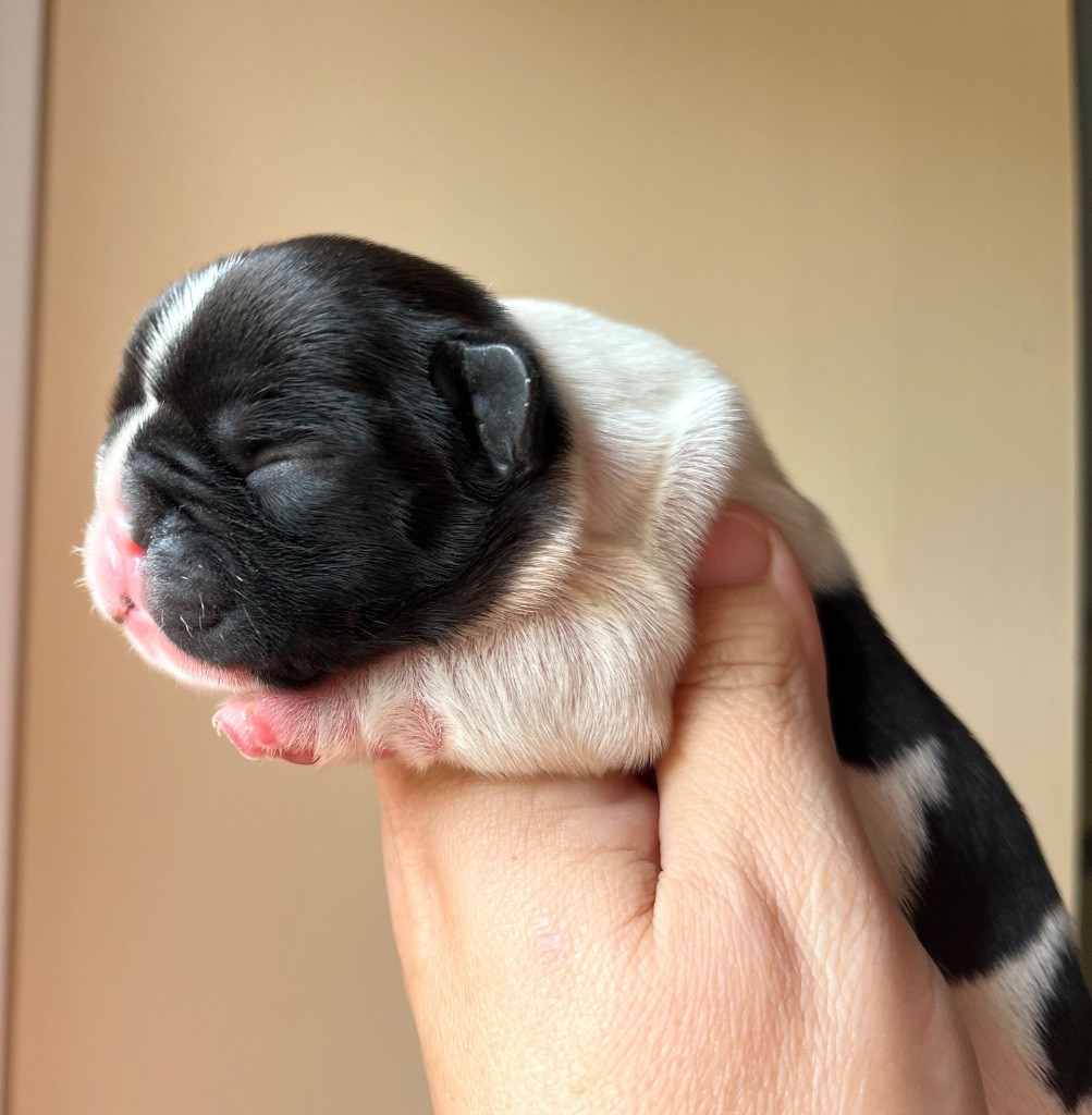 Des Petites Madeleines - Chiots disponibles - Bouledogue français