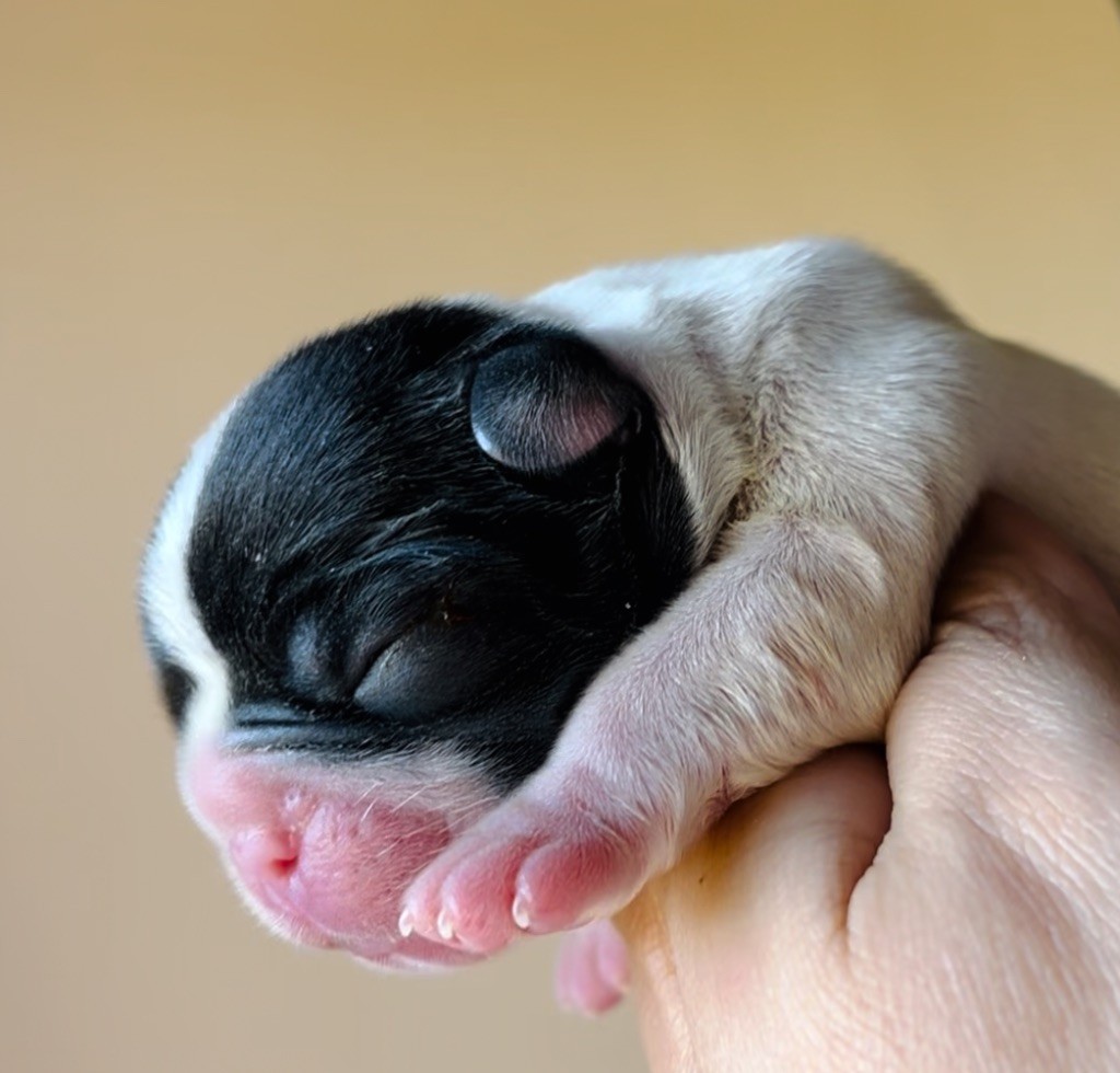 Des Petites Madeleines - Chiots disponibles - Bouledogue français