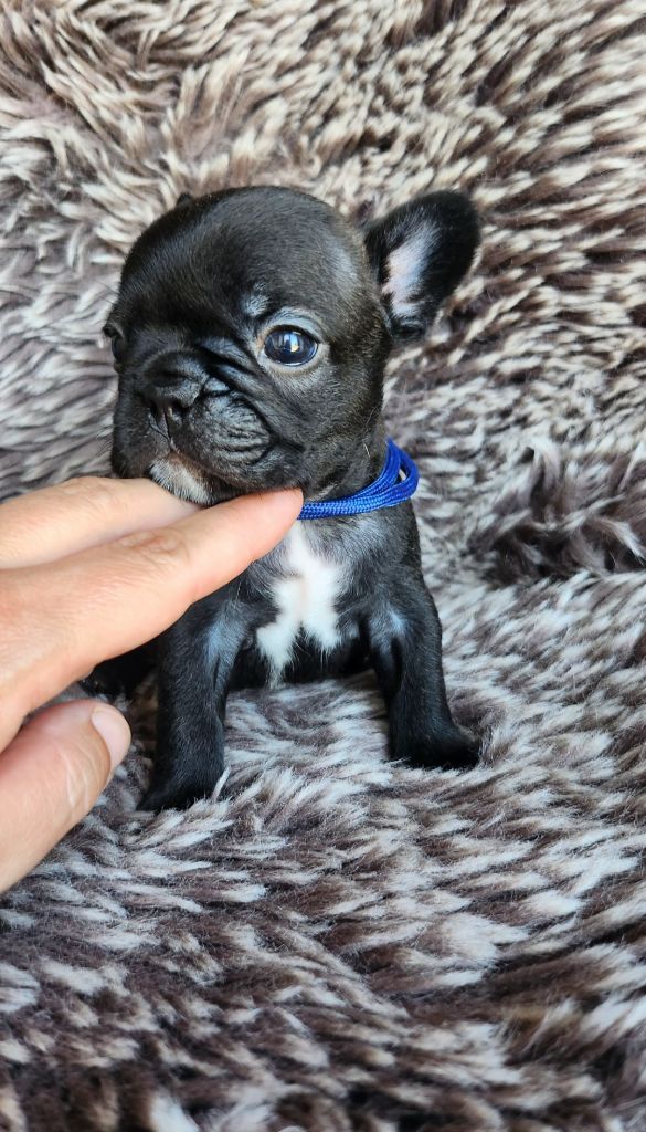 Des Petites Madeleines - Chiots disponibles - Bouledogue français