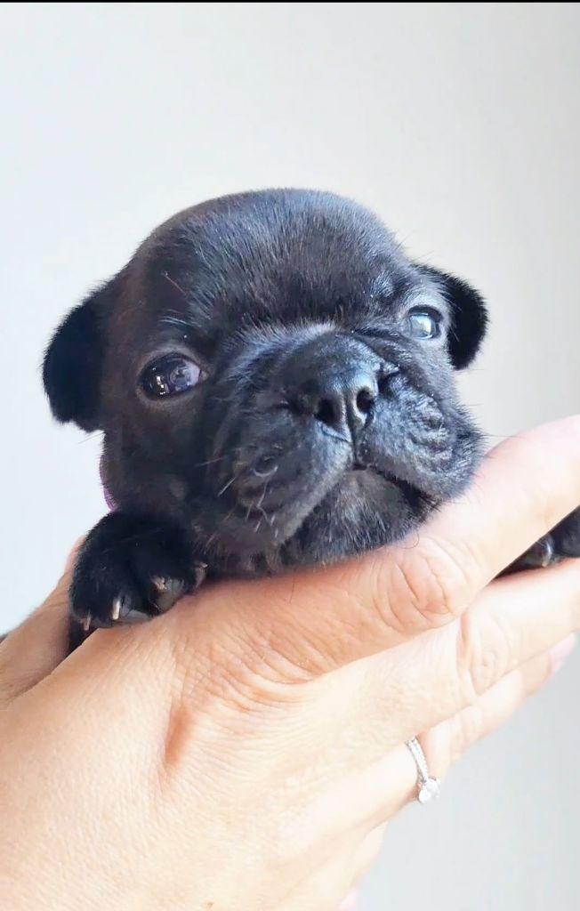 Des Petites Madeleines - Chiots disponibles - Bouledogue français