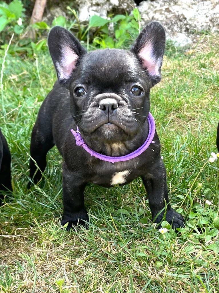Des Petites Madeleines - Chiots disponibles - Bouledogue français