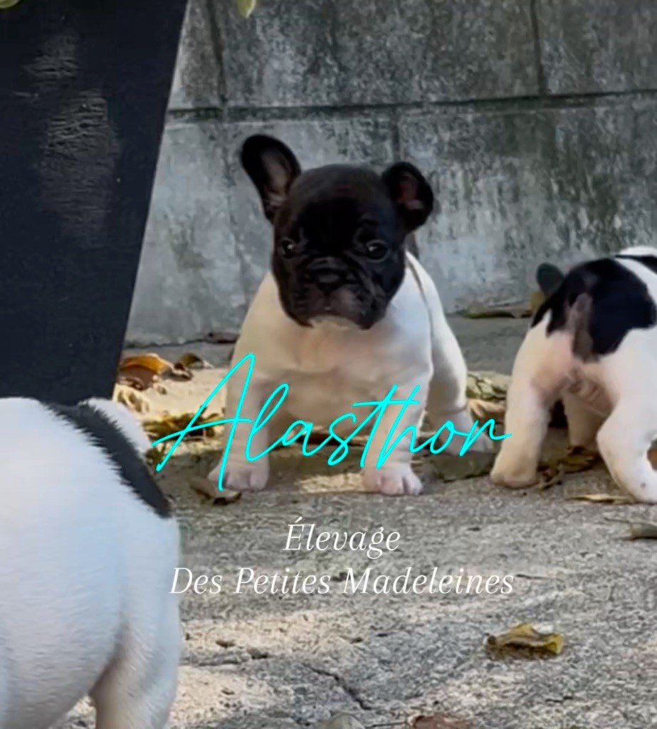Des Petites Madeleines - Chiots disponibles - Bouledogue français