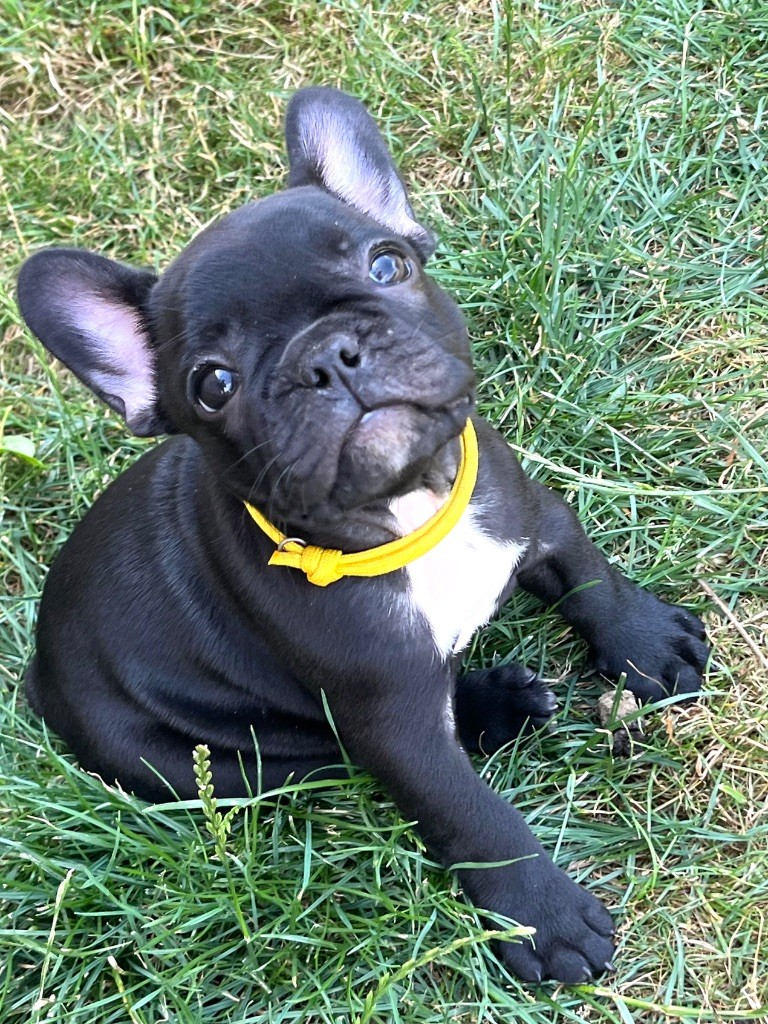 Des Petites Madeleines - Chiots disponibles - Bouledogue français